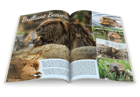 Beaver Article layout